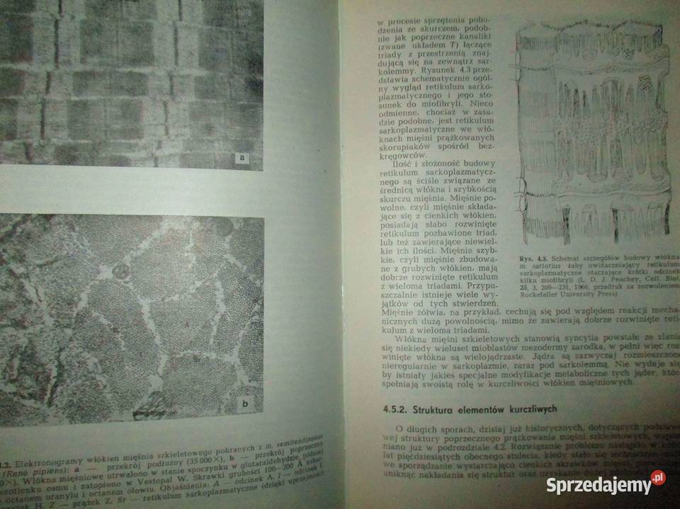 Fizjologia zwierząt fizjologia weterynaria konie Łódź