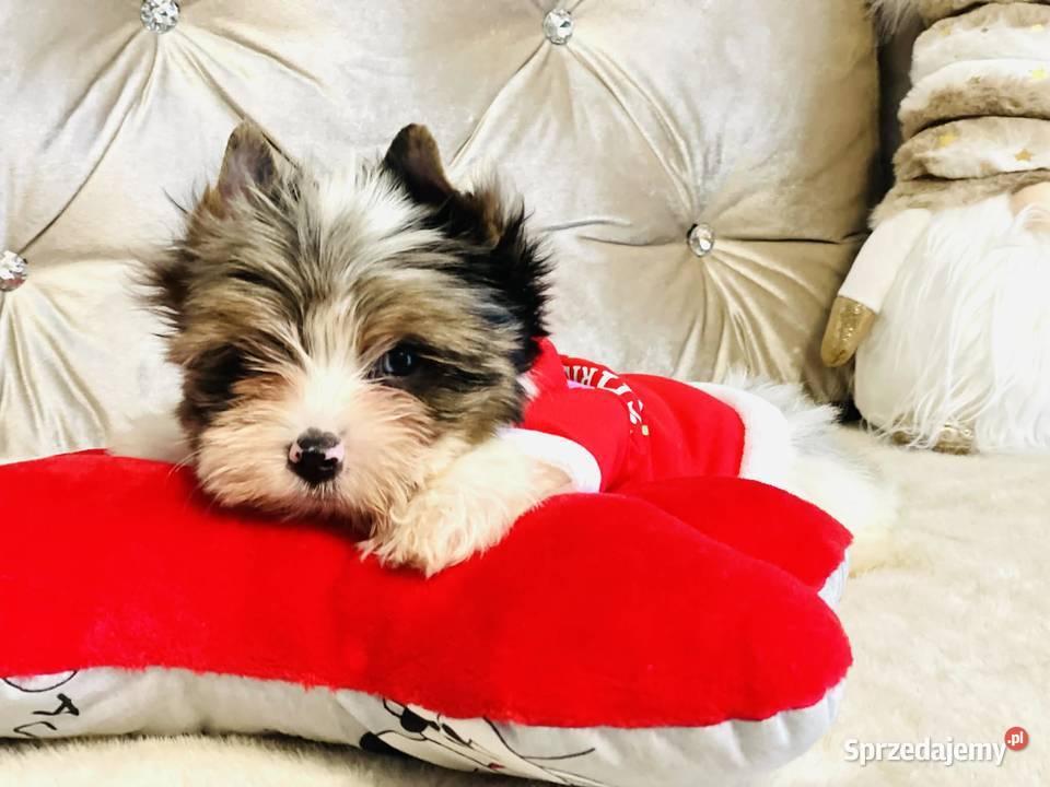 York nie Biewer taki do Kochania i opolskie Namysłów