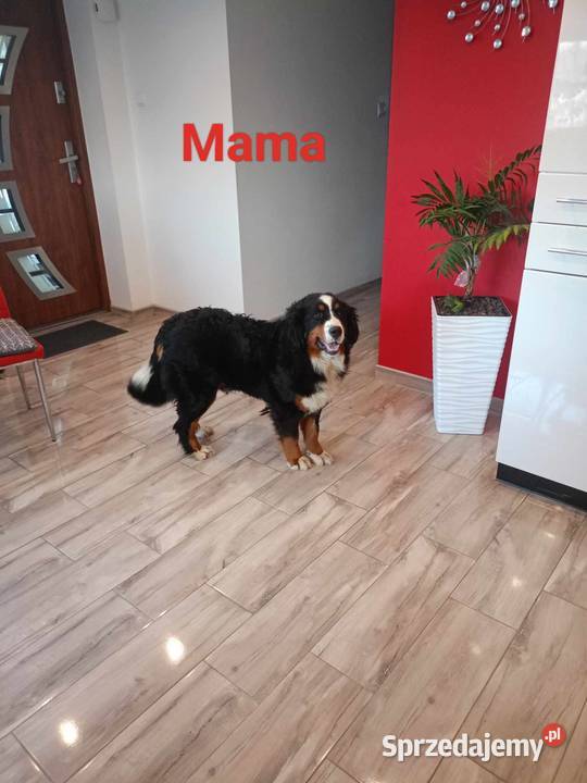 Berneński Pies pasterski szczeniaki podkarpackie Jasło sprzedam