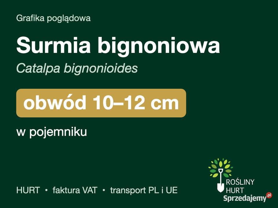 Surmia bignoniowa obwód 1012 w pojemniku HURT wielkopolskie
