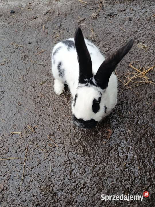 Króliki różnej wielkości Rolnictwo Gorzkowice