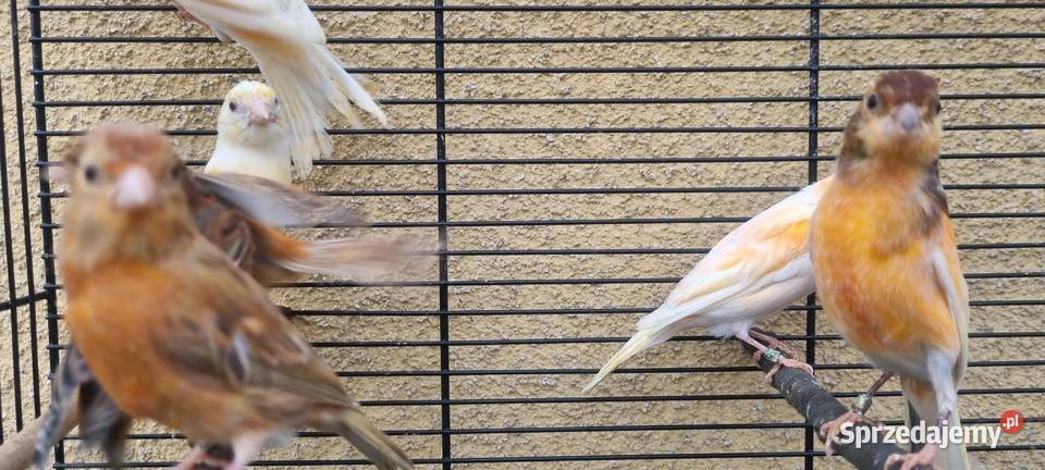 Kanarki kanarek miniatura hiszpańska śląskie Jaworzno sprzedam