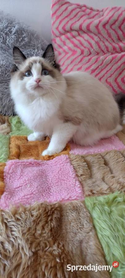 Kocurek ragdoll seal bikolor Wrocław