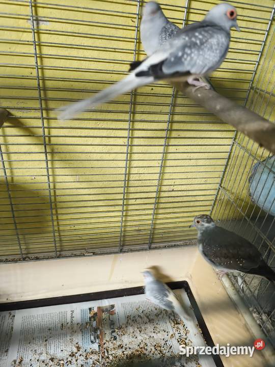 Gołąbki diamentowe Poznań