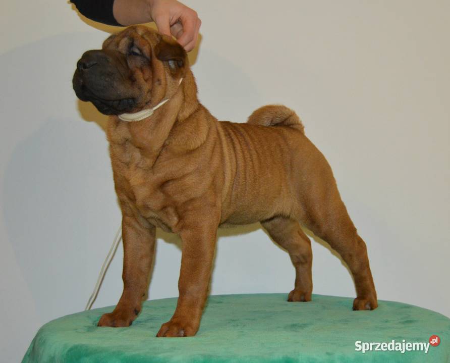 Szczenięta Shar Pei FCI Piotrków Kujawski sprzedam