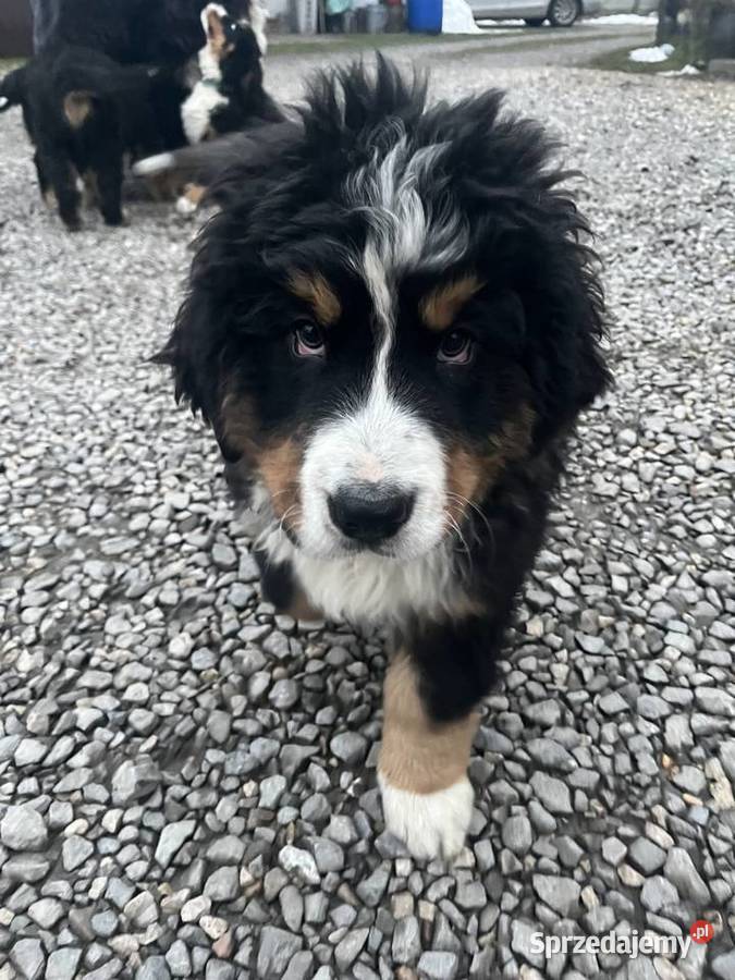 Berneński pies pasterski Bąbel Jagodnik