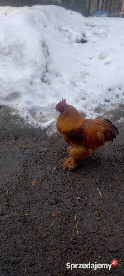 Kogut Kochin Tomaszów Lubelski