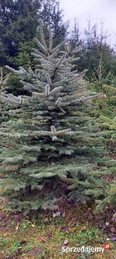 Choinka świerk srebrny lubelskie Krasnystaw