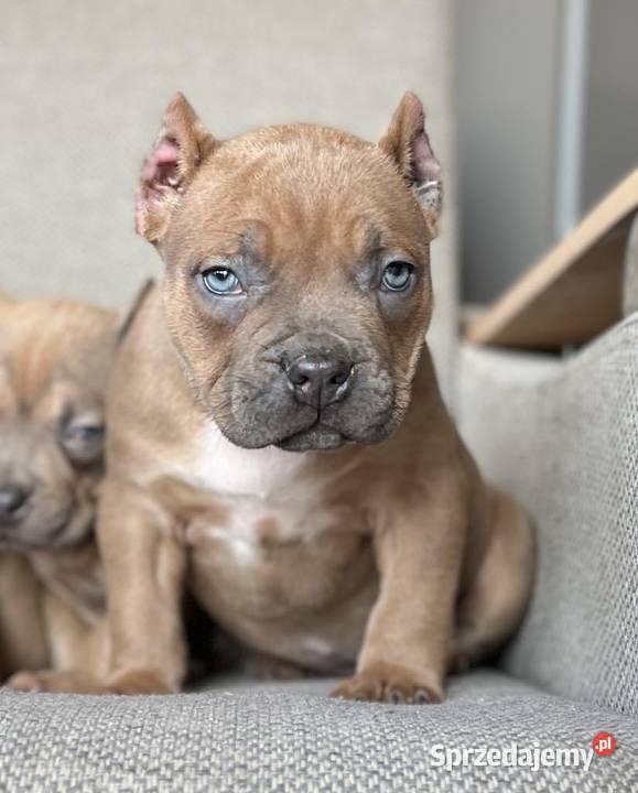 American Bully ABKC Gundabar Dogs suczka Koło sprzedam