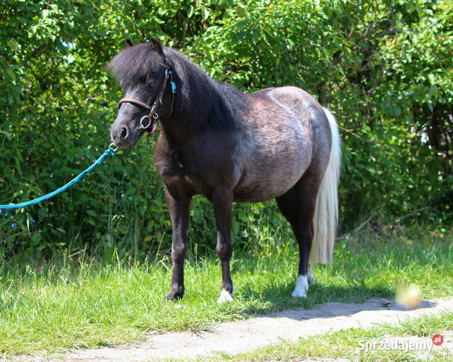 13letnia klacz kuca szetlandzkiego z wielkopolskie Oborniki