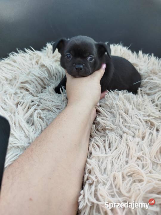 Szczeniaki pieski chihuahua Płońsk