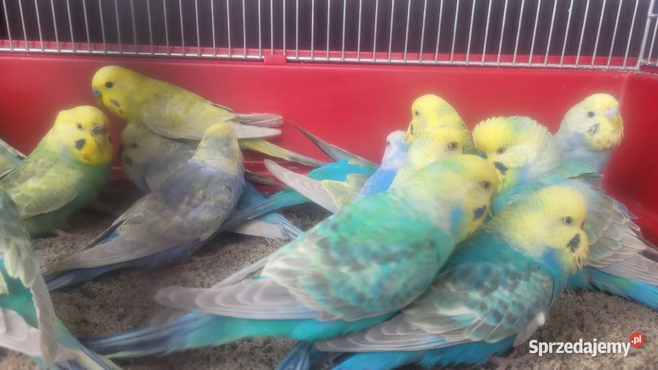 Papugi faliste tęczowe Wieliczka