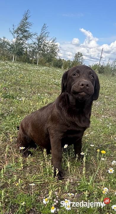 Labrador czekoladowy szczenię Bogumiłowice