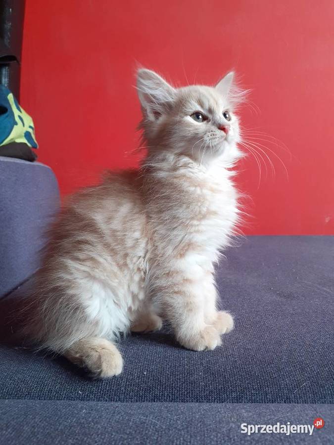 Śliczne Koteczki Syberyjskie IRESA i IGA Zwierzęta sprzedam