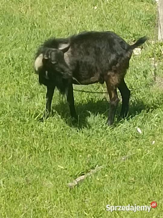Koziołek sprzedam zamienie