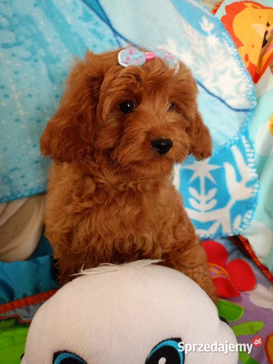 Cavapoo f1b