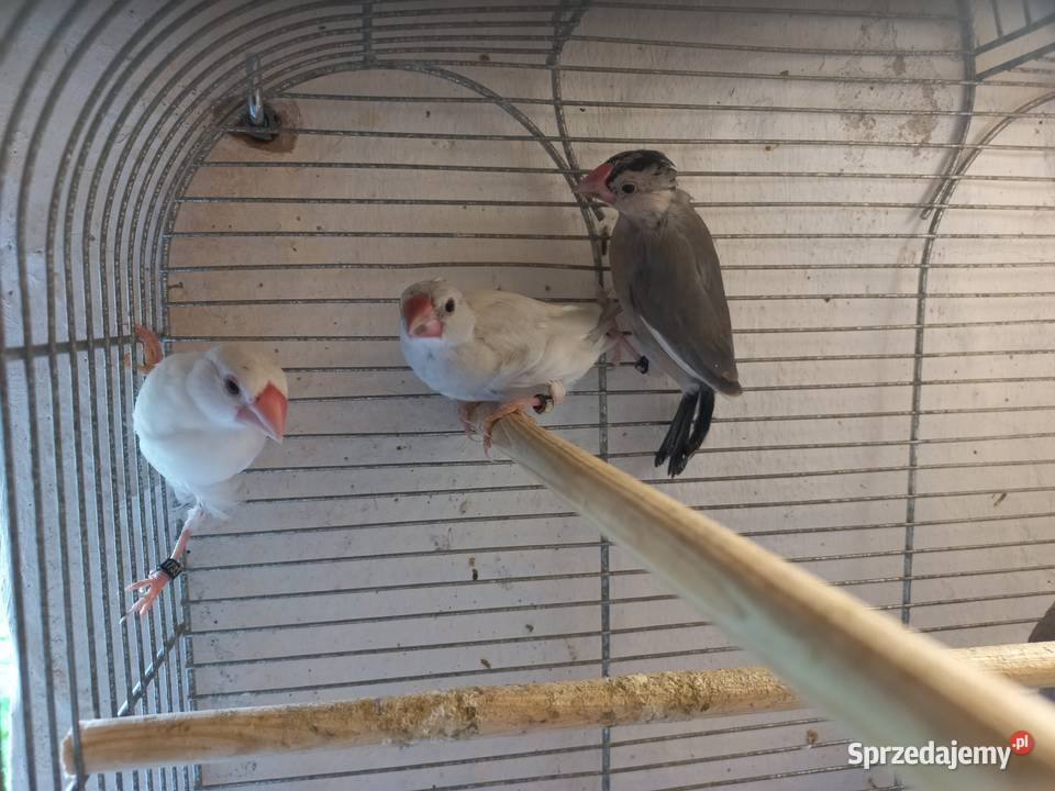 Papugi nierozłączkiryżowce siwe 2025 obrączka opolskie Faustianka