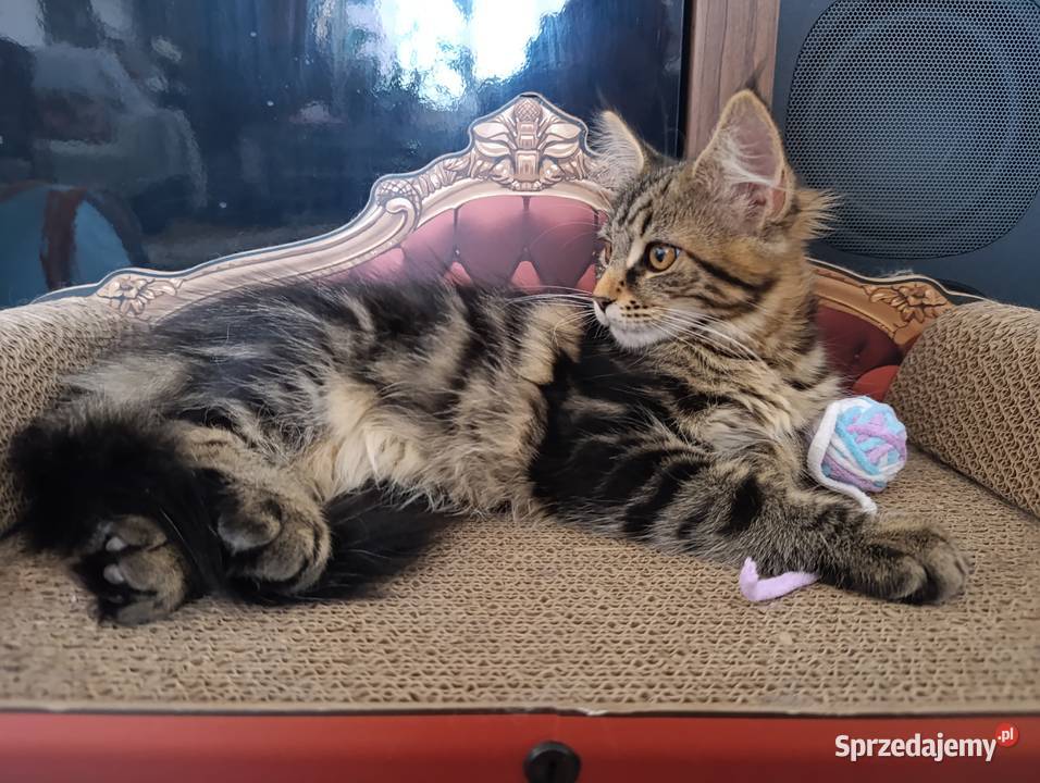 Kicia Maine coon sprzedam
