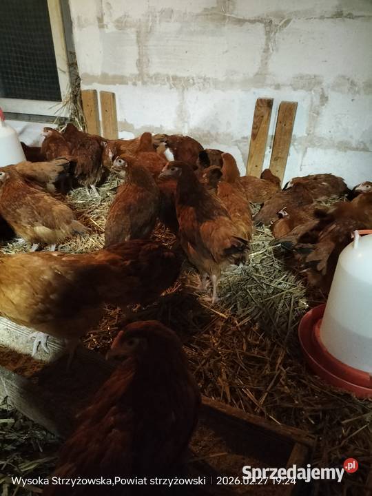 Młode kurki Wysoka Strzyżowska