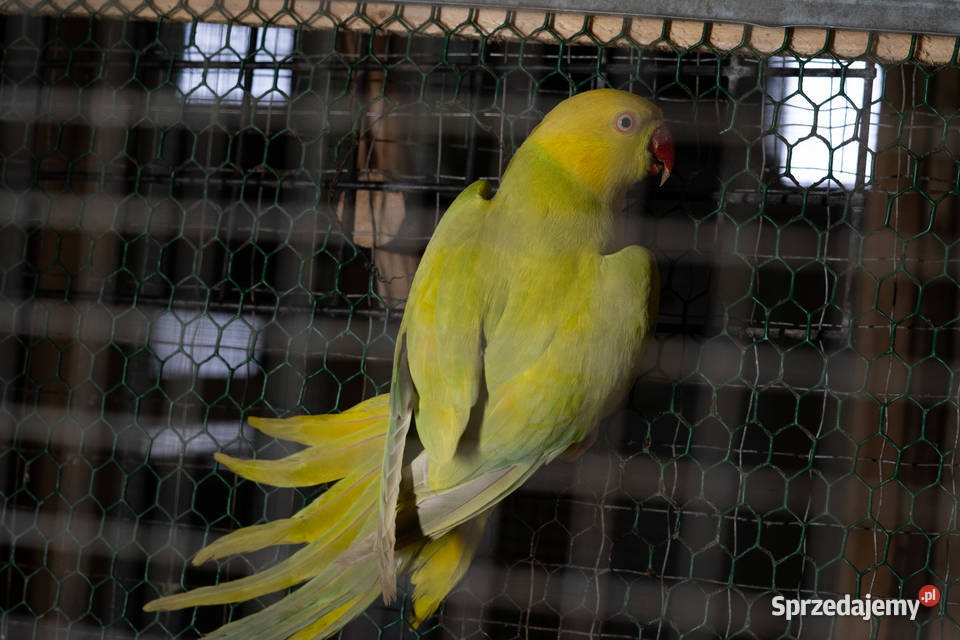 Aleksandretty Obrożne Lacewing Chmielnik sprzedam