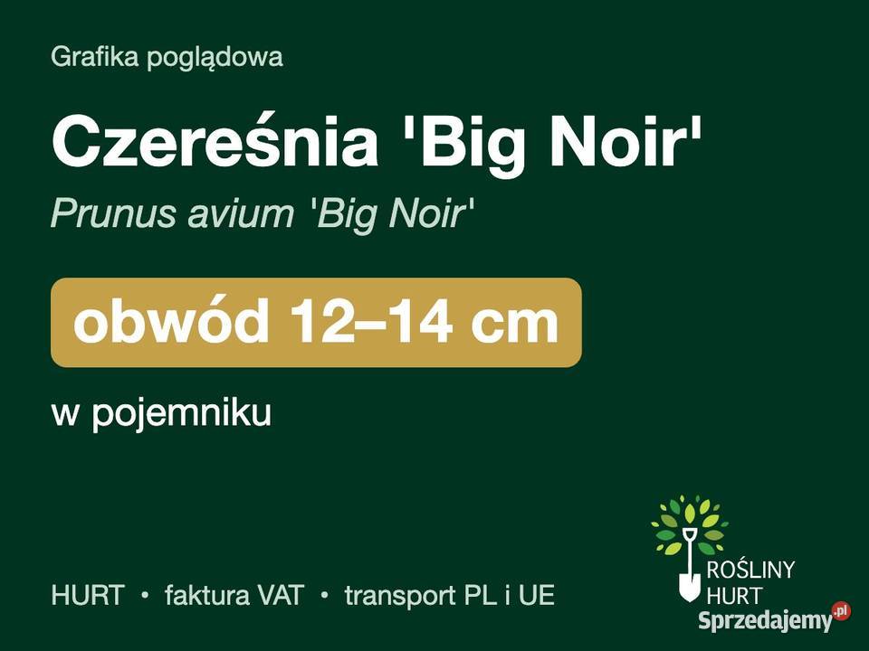 Czereśnia Big Noir Prunus avium obwód 1214 w