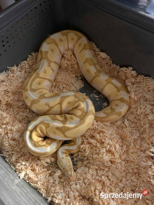 Samiec bumblee banana Myszków sprzedam