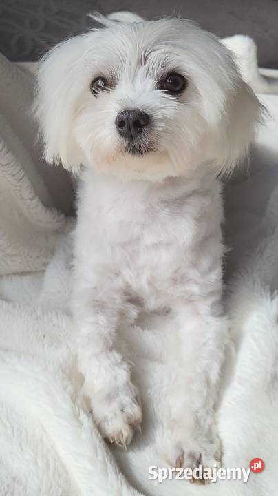 Suczka samiec rasy maltańczyk ur 25112025 gotowe Bielsko-Biała sprzedam