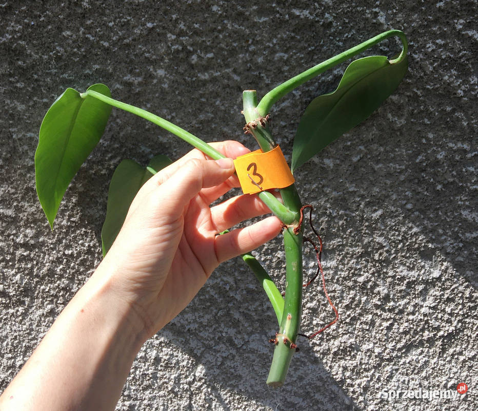 Philodendron filodendron Emerald Queen sadzonka Kraków