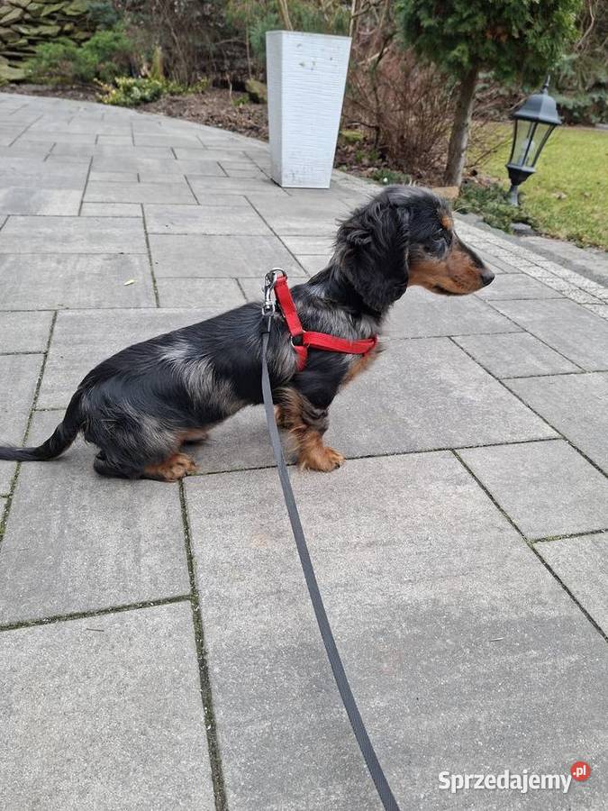 Jamnik długowłosy merle piesek Żyrardów