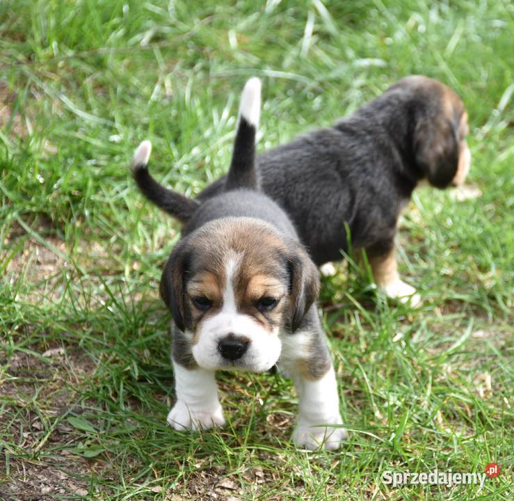 Beagle szczenięta championie Mińsk Mazowiecki sprzedam