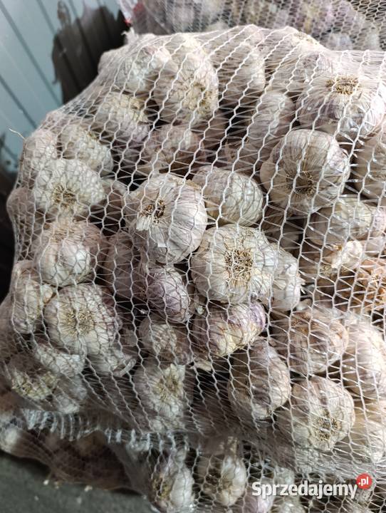 Sprzedam Polski czosnek harnaś Opatkowice