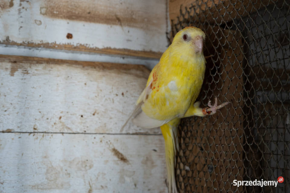 Świergoty para 20202022 Chmielnik