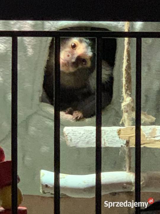 Małpki marmozeta klatka z wyposażeniem Bydgoszcz sprzedam