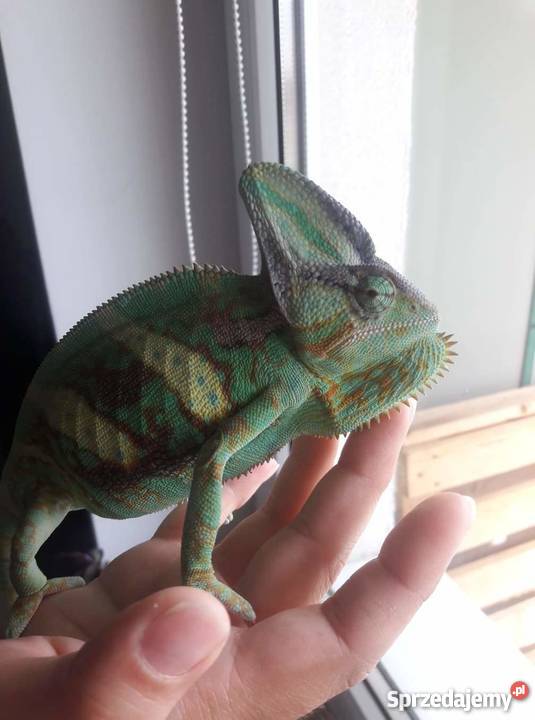 Kameleon Jemeński samiec w pełni wyposażone Lublin