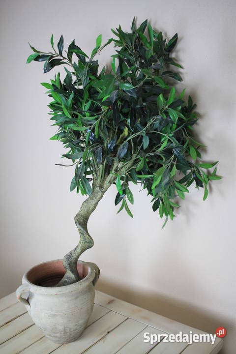 Piękne drzewko donica Pszczyna sprzedam