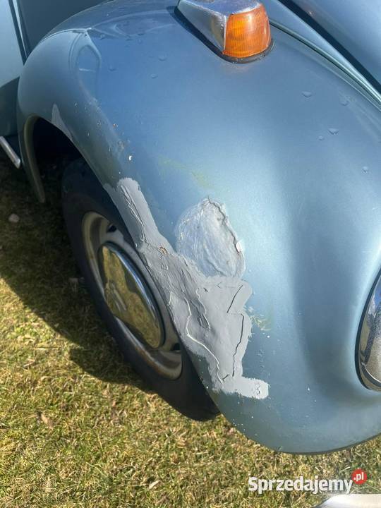 Garbus nieuszkodzony