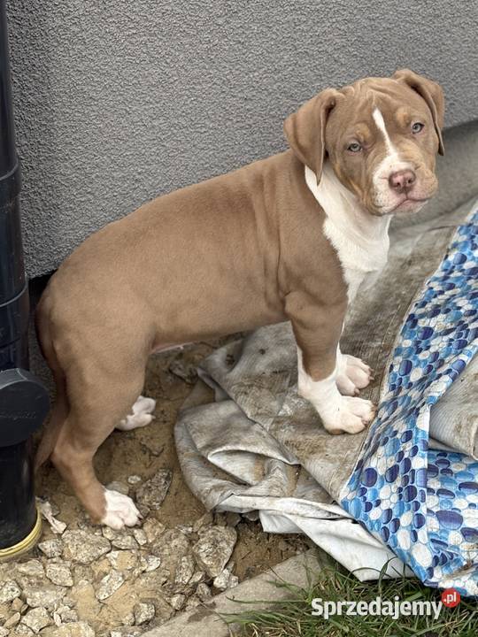 American bully xl suczka Czerlejno