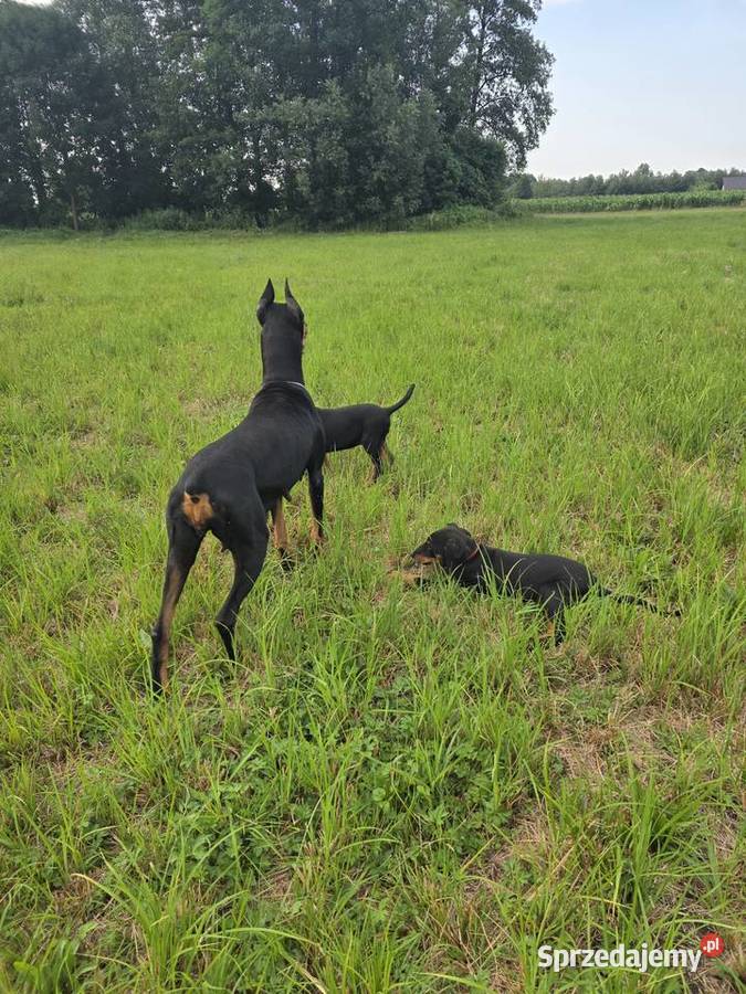 Doberman Typ Amerykański lekki Wyjątkowy samiec wielkopolskie Konin
