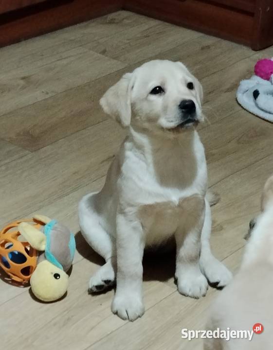 Piękne szczenięta rasy Labrador Retriever ZKwP warmińsko-mazurskie Nowe Miasto Lubawskie