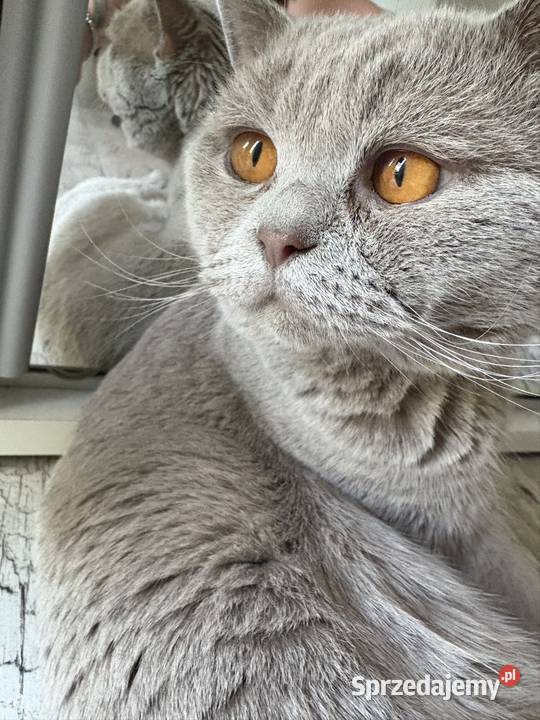 Kot brytyjski z rodowodem mazowieckie