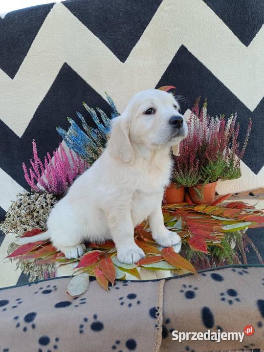 Golden Retriever Golden Retriever Dębica