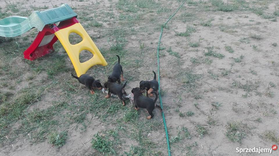 Jagdterier Terier Niemiecki terrier Okonek sprzedam