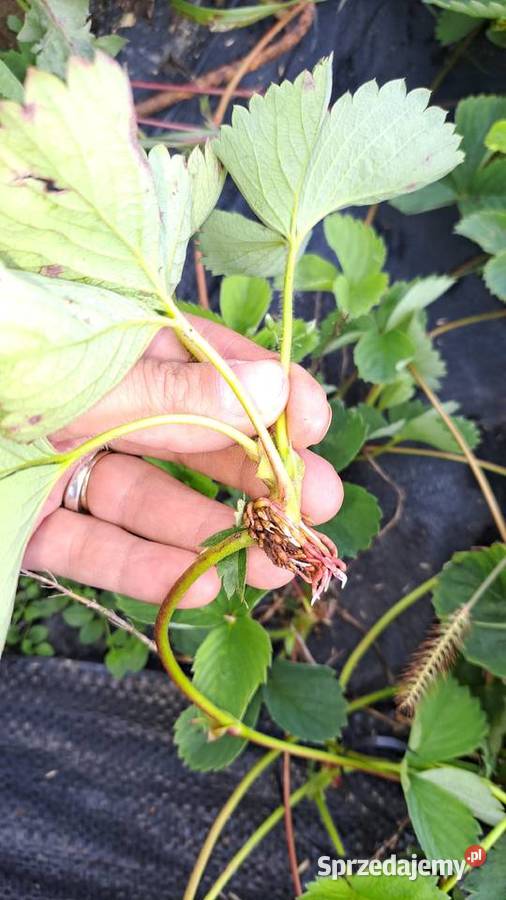 Sadzonki truskawek 030gr małopolskie