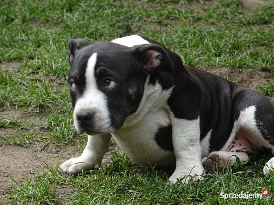 American Bully suczki ABKC Grodzisk Wielkopolski