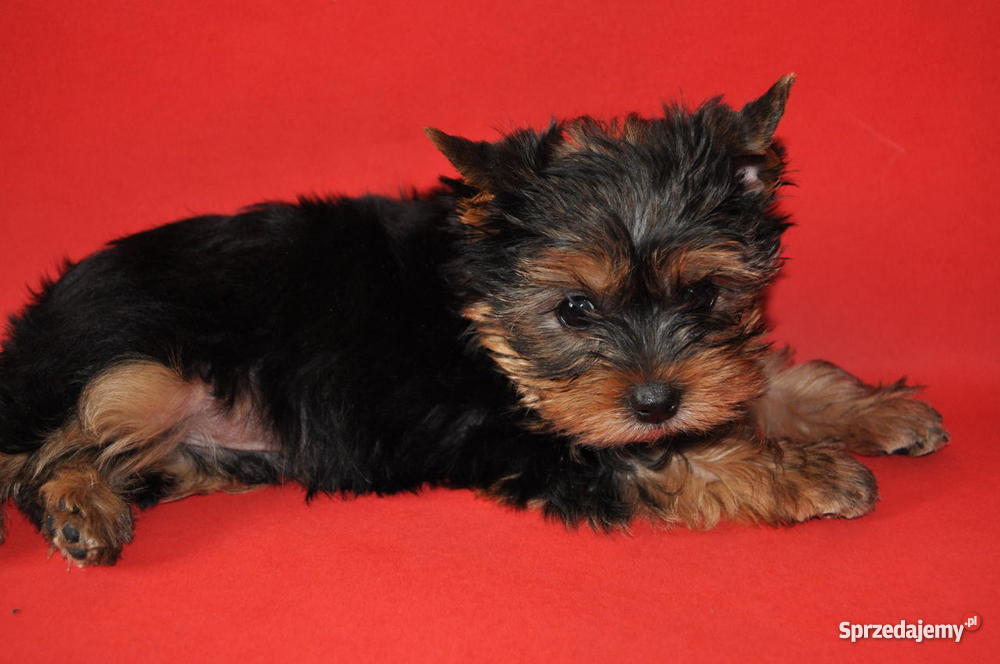 Ośmiotygodniowe szczenieta york yorkshire terier Szczecin sprzedam
