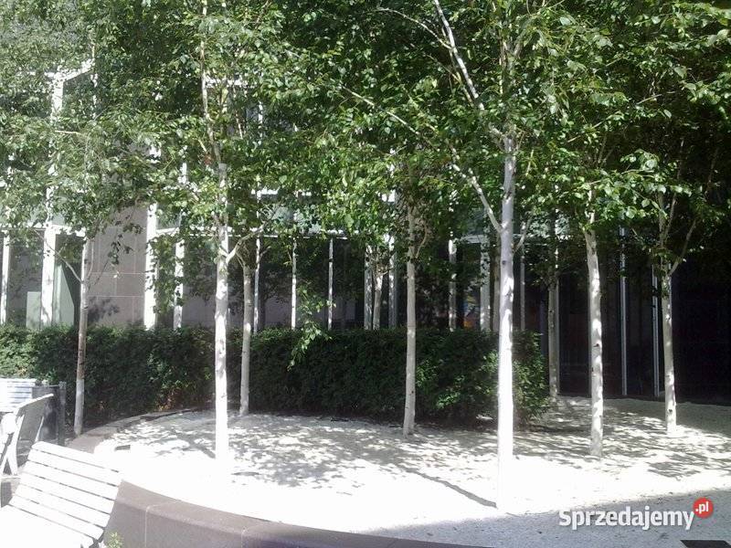 Nasadzenia zastępcze kompensacyjne brzoza klon Katowice