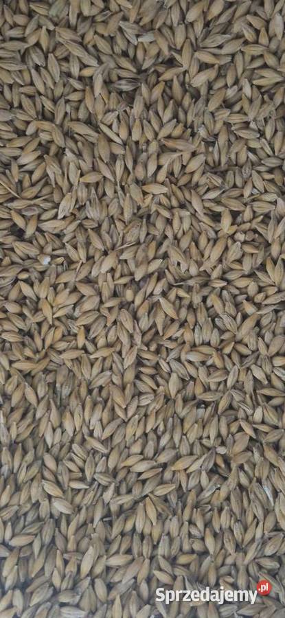 Jęczmień jary Rozprza