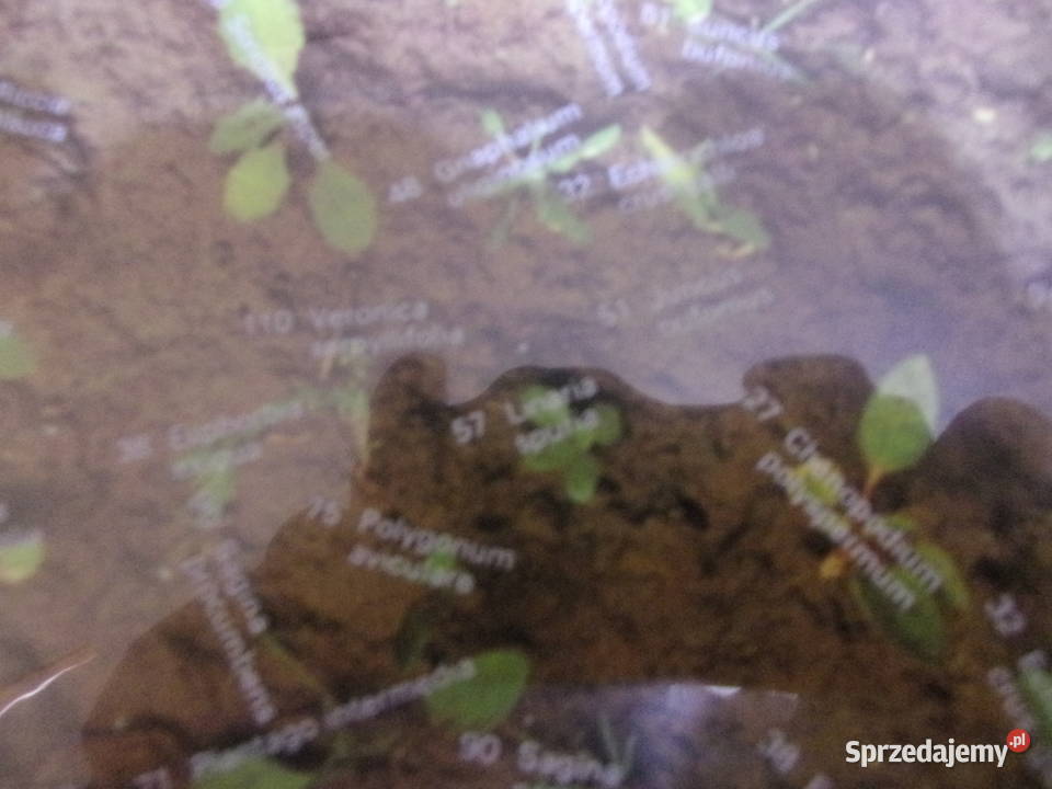 Weed communities of Europe w 7 językach Świata mazowieckie Warszawa