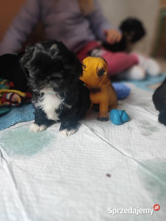 Shih tzu Zyck Polski
