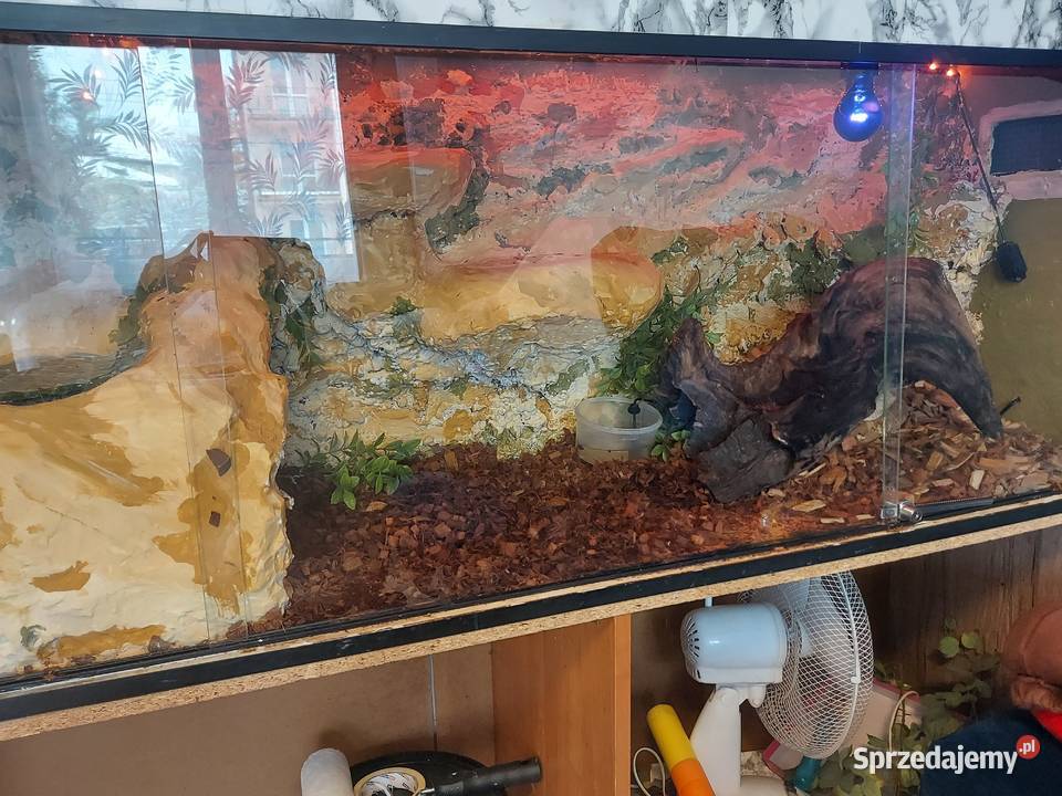 Boa cesarski Cieszyn